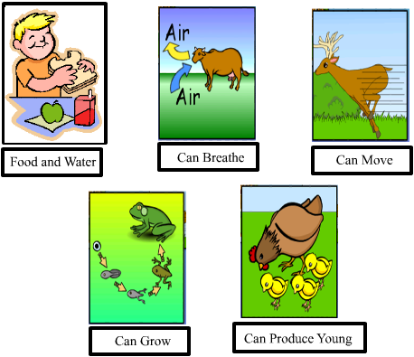 What are the differences between living and nonliving things?